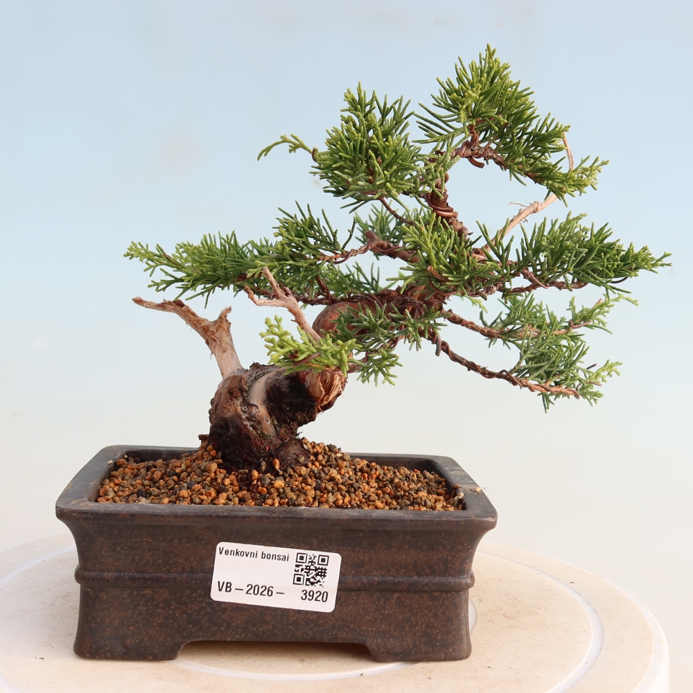 Venkovní bonsai - Juniperus chinensis Itoigawa -Jalovec čínský