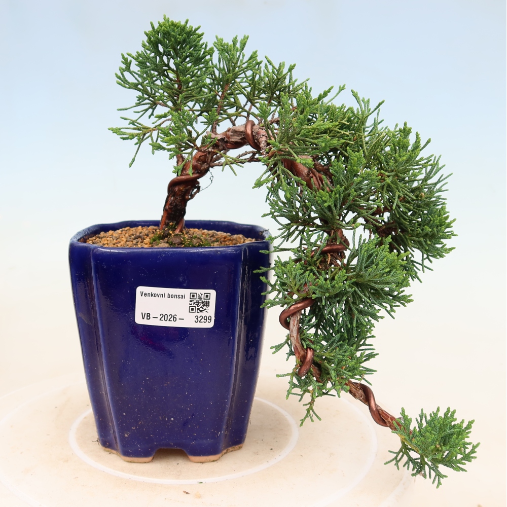 Venkovní bonsai - Juniperus chinensis Kishu -Jalovec čínský
