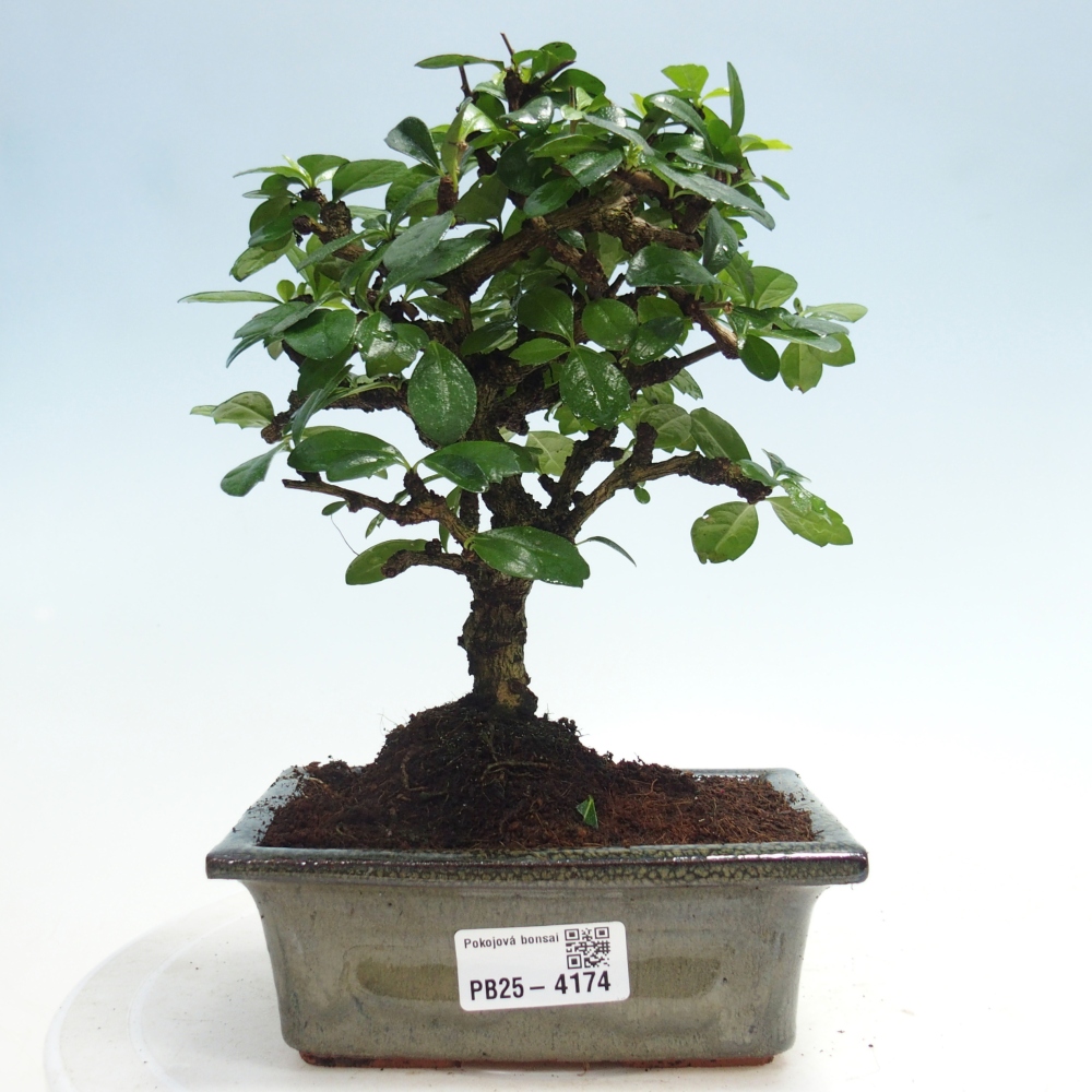 Pokojová bonsai - Carmona macrophylla - Čaj fuki