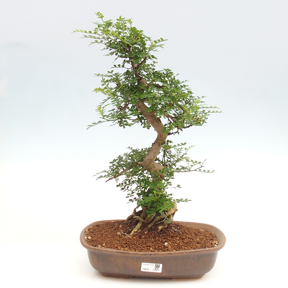 Pokojová bonsai - Zantoxylum piperitum - pepřovník