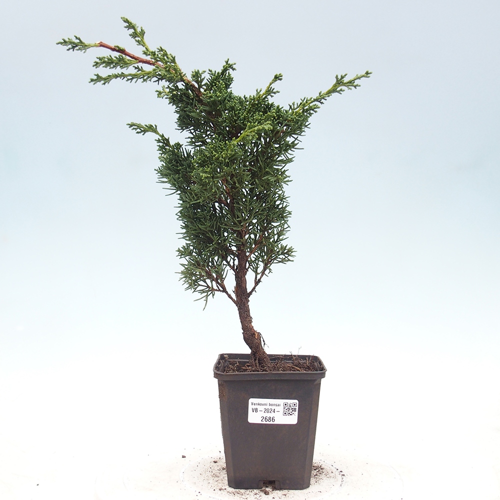 Venkovní bonsai - Juniperus chinensis Kishu -Jalovec čínský