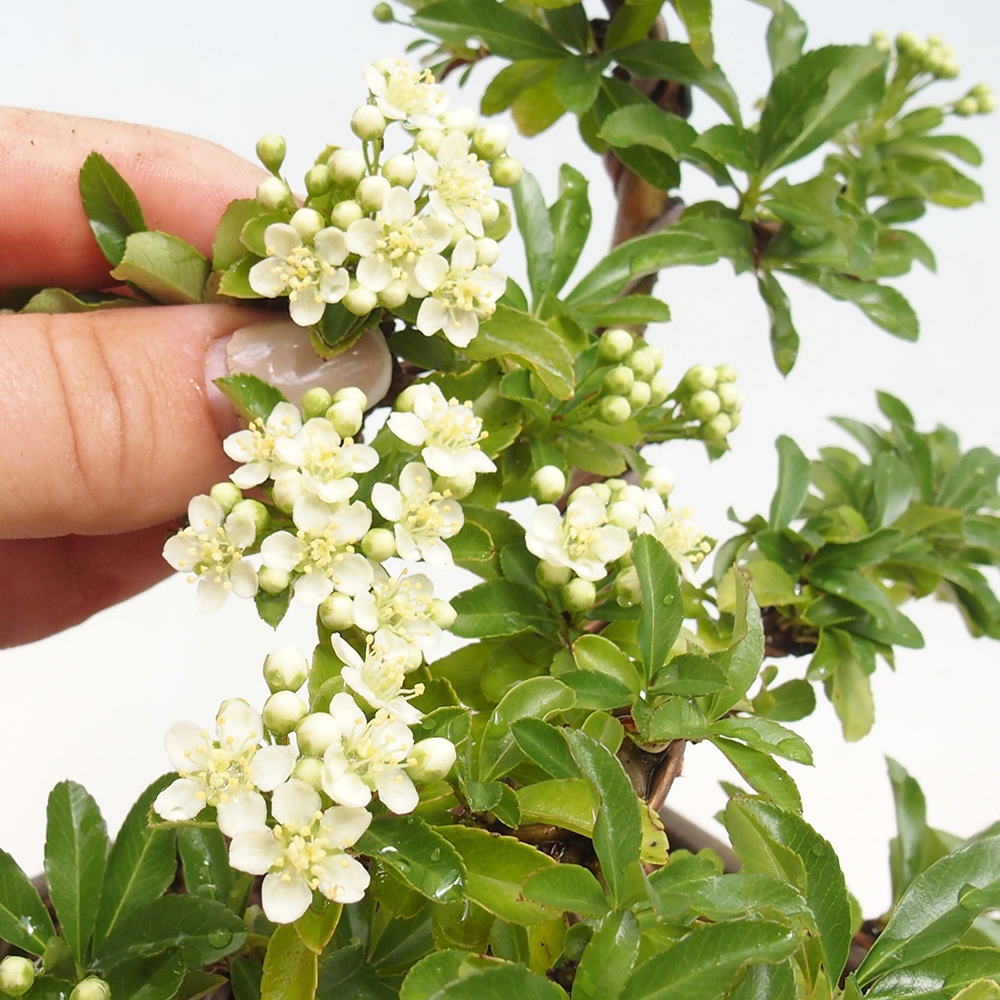 Venkovní bonsai - Pyracantha teton - Hlohyně šarlatová