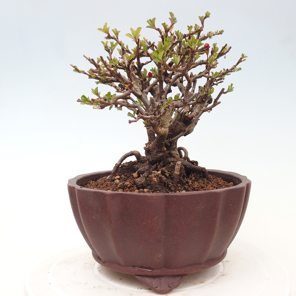 Venkovní  bonsai -  Chaneomeles speciosa - Kdoulovec ozdobný