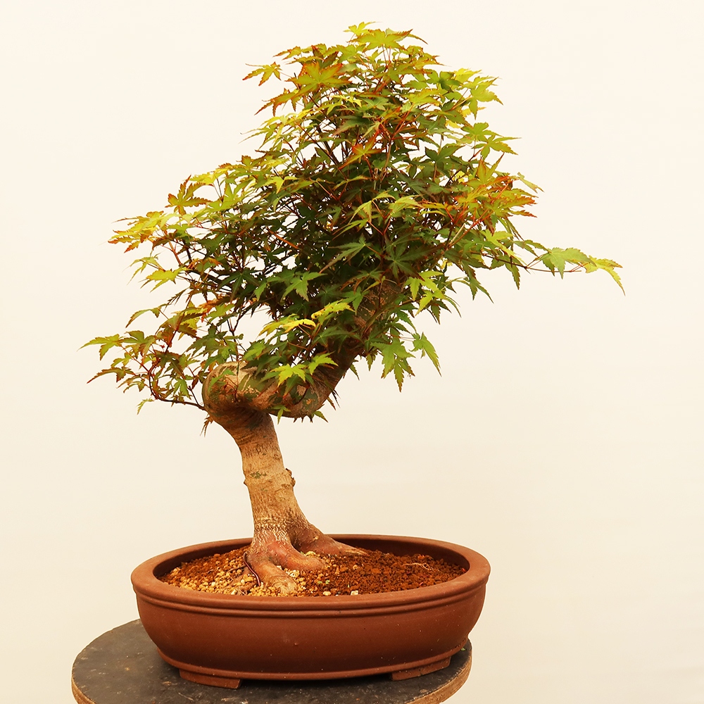 Venkovní bonsai - Javor palmatum  - Javor dlanitolistý