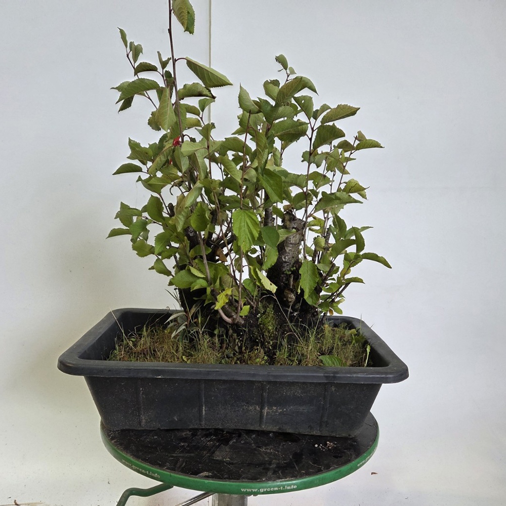 Venkovní bonsai Třešeň - Prunus aviata