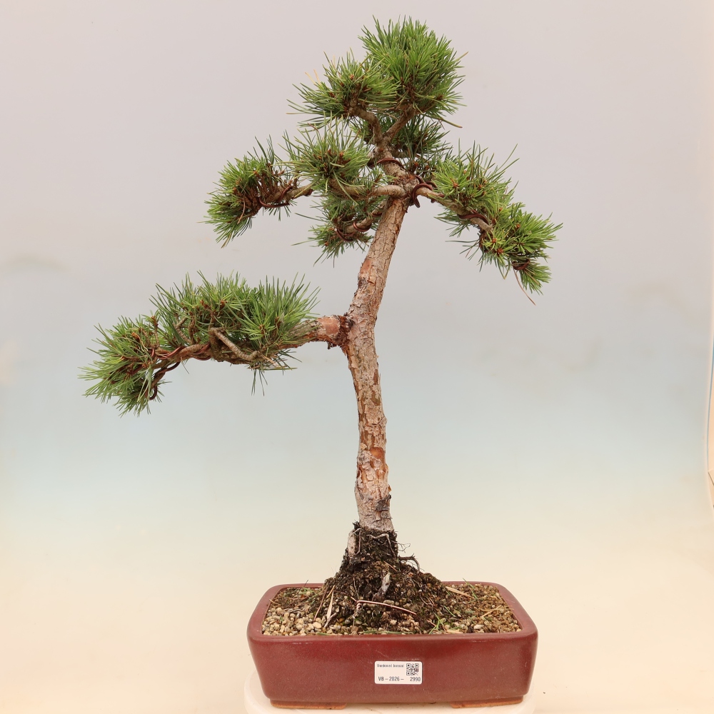 Venkovní bonsai - Pinus Sylvestris Watererri - Borovice lesní