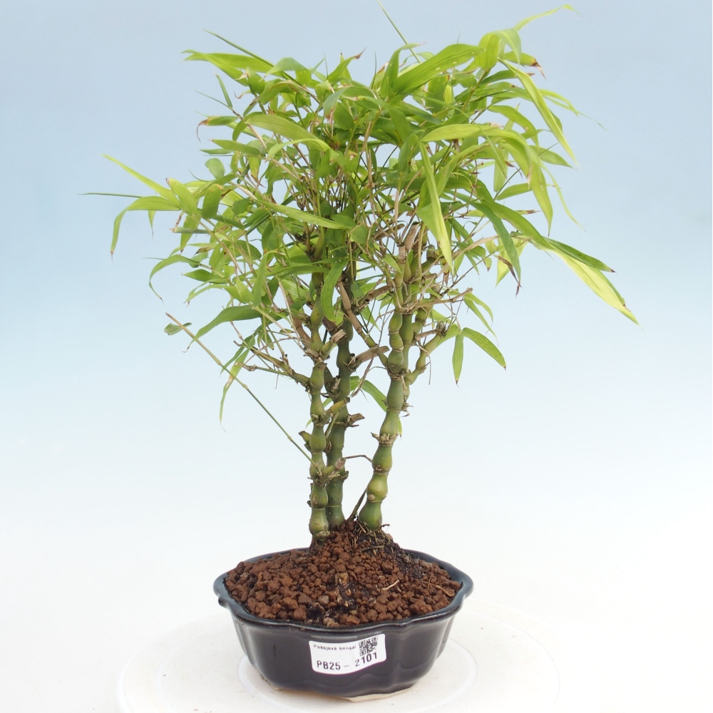 Pokojová bonsai - Bambus budha-Bambus budhovo břicho