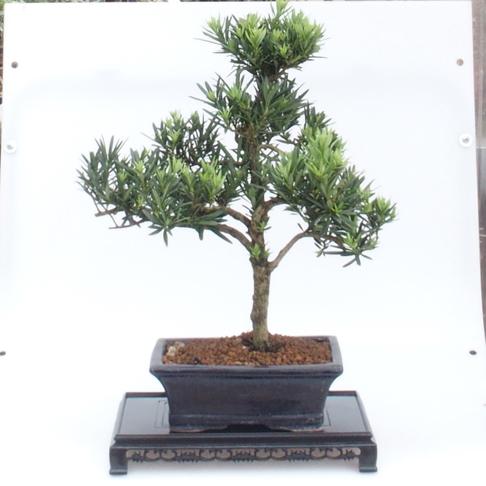 Bonsai stolek plastový obdélník 27 x 17,5 x 4 cm, barva černá
