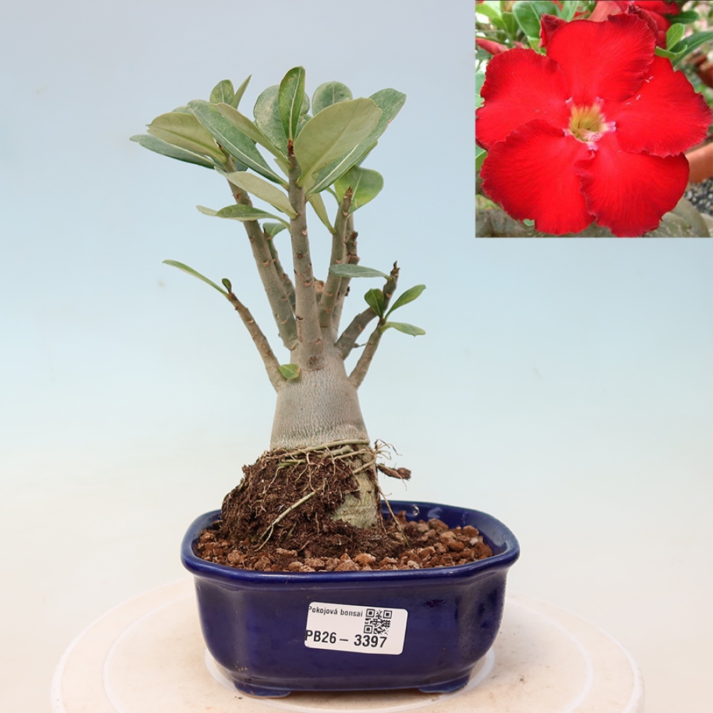 Pokojová bonsai - Adenium obesum Red Star - Pouštní růže