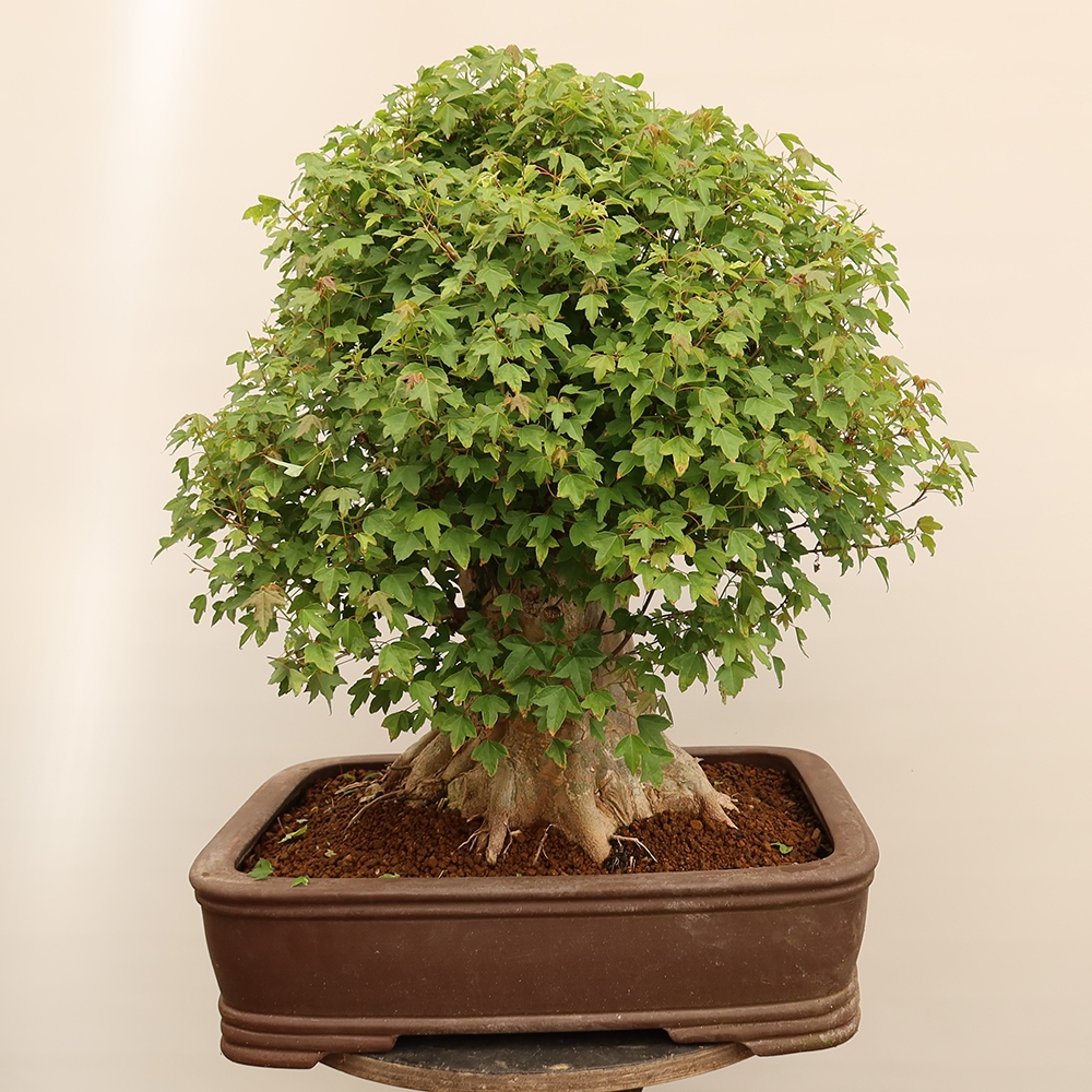 Venkovní bonsai - Javor Burgerův - Acer Burgerianum 
