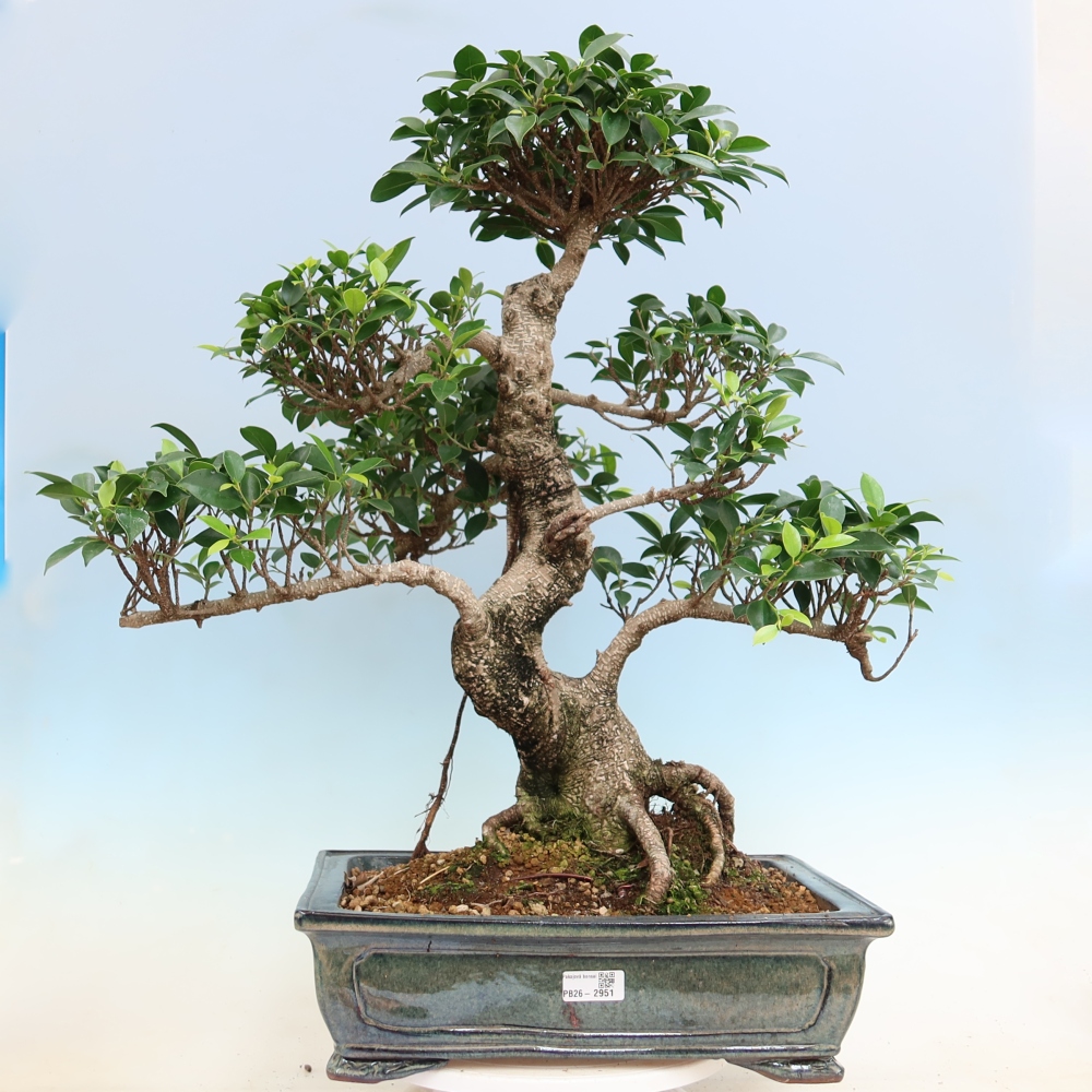Pokojová bonsai - Ficus kimmen -  malolistý fíkus