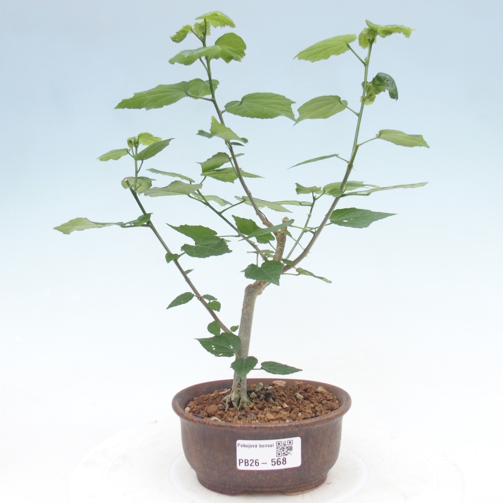 Pokojová bonsai - Malvaviscus arboreus - ibiškovec dřevnatý