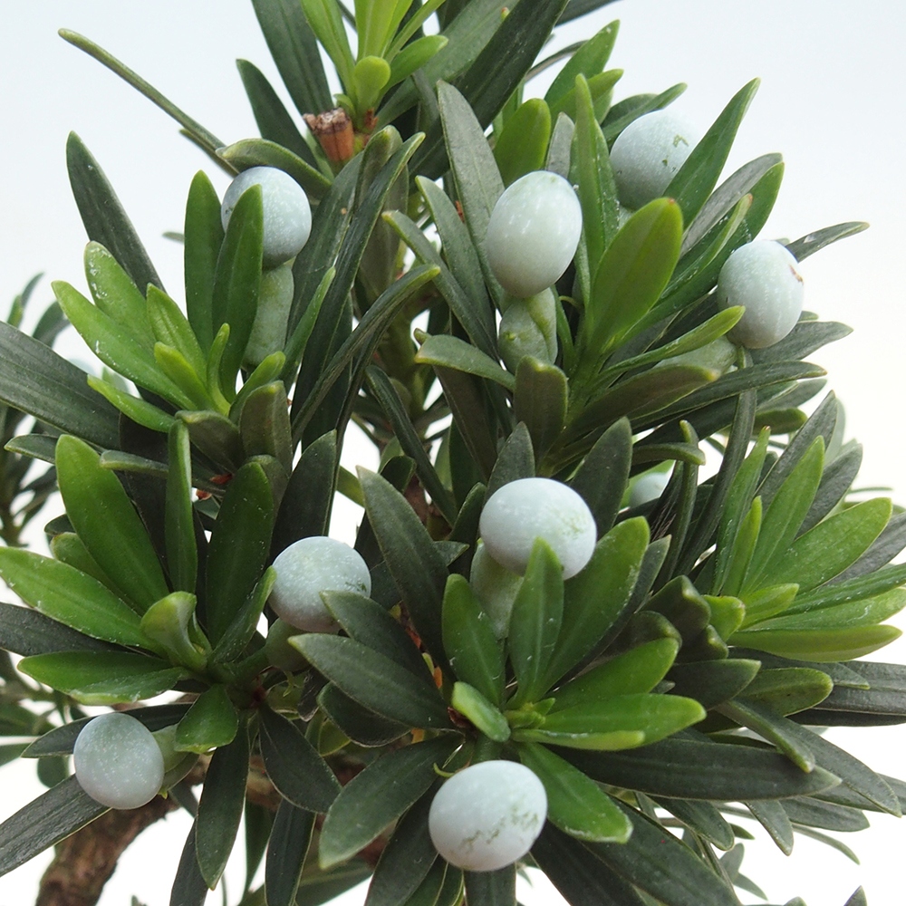 Pokojová bonsai - Podocarpus - Kamenný tis
