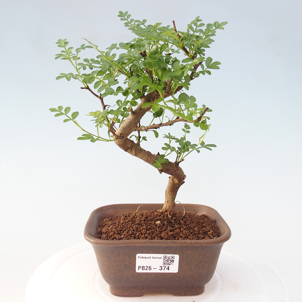 Pokojová bonsai - Zantoxylum piperitum - Pepřovník