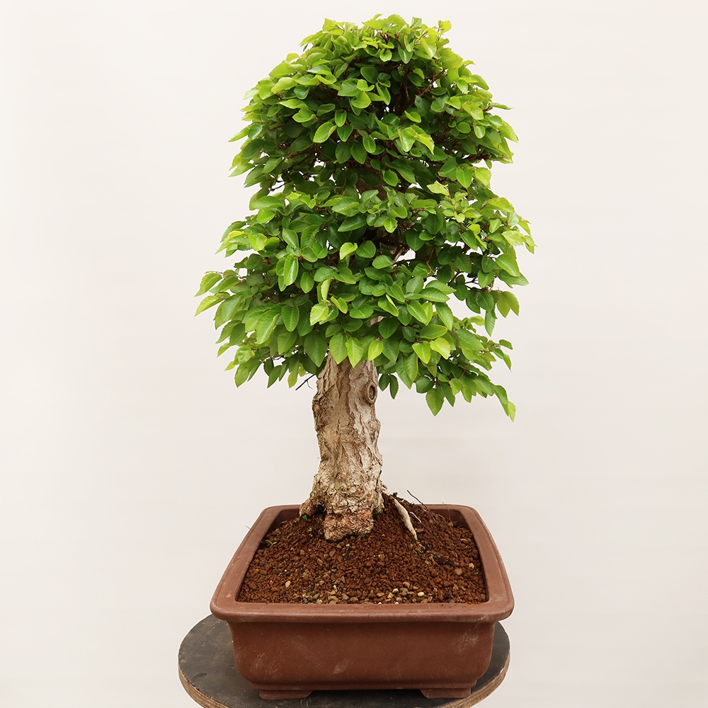 Venkovní bonsai -Carpinus Coreana - Habr korejský
