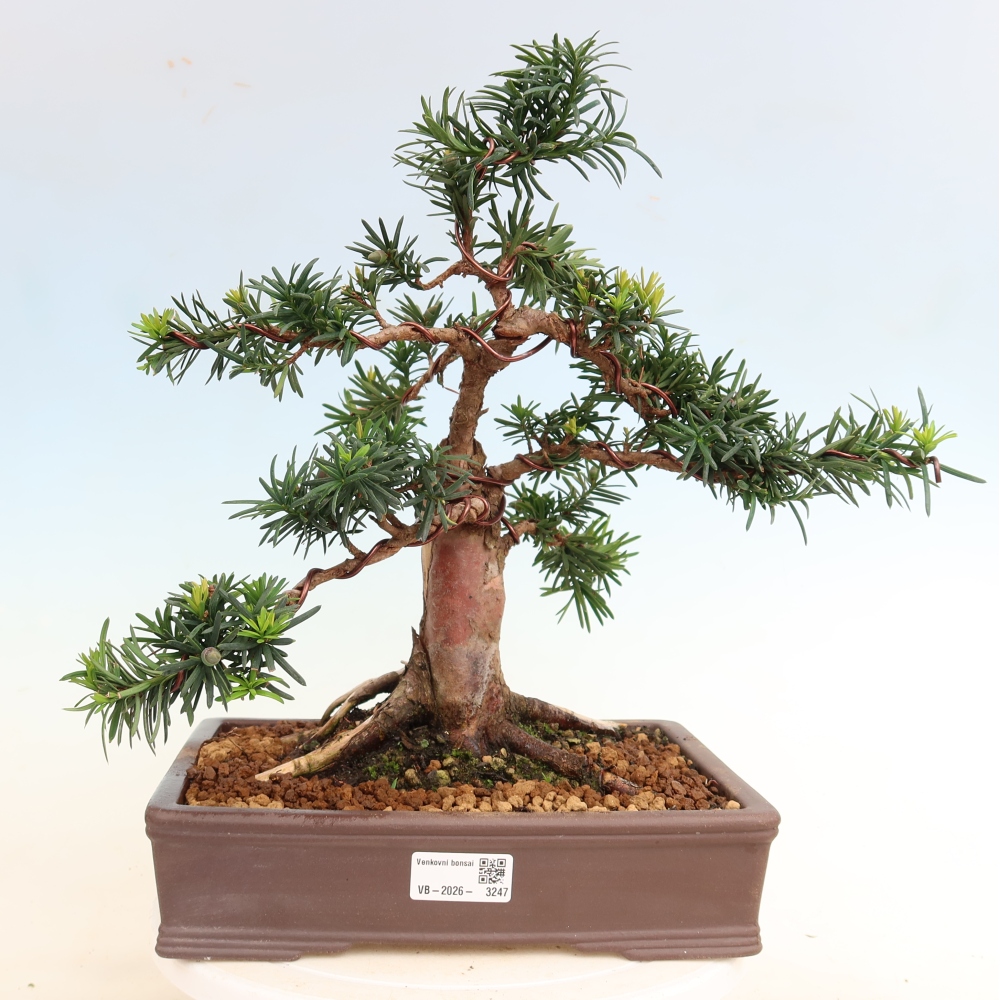 Venkovní bonsai - Taxus cuspidata  - Tis japonský