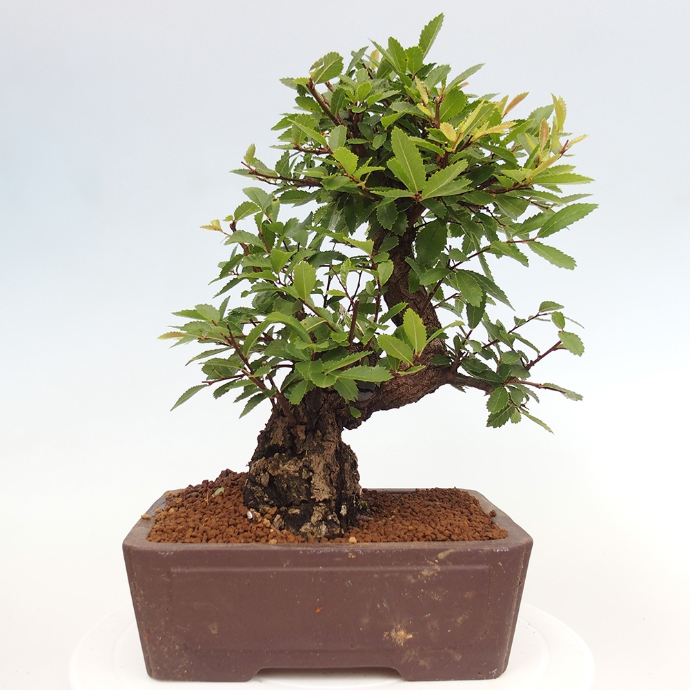 Venkovní bonsai - Zelkova - Zelkova serrata