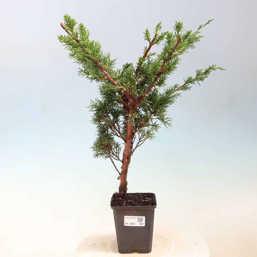 Venkovní bonsai - Juniperus chinensis Kishu -Jalovec čínský