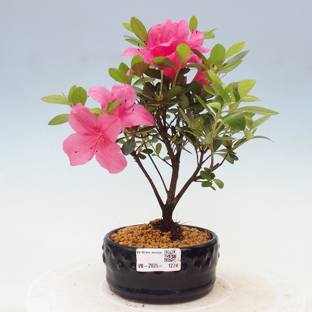 Venkovní bonsai - Japonská azalka - Azalea sp.