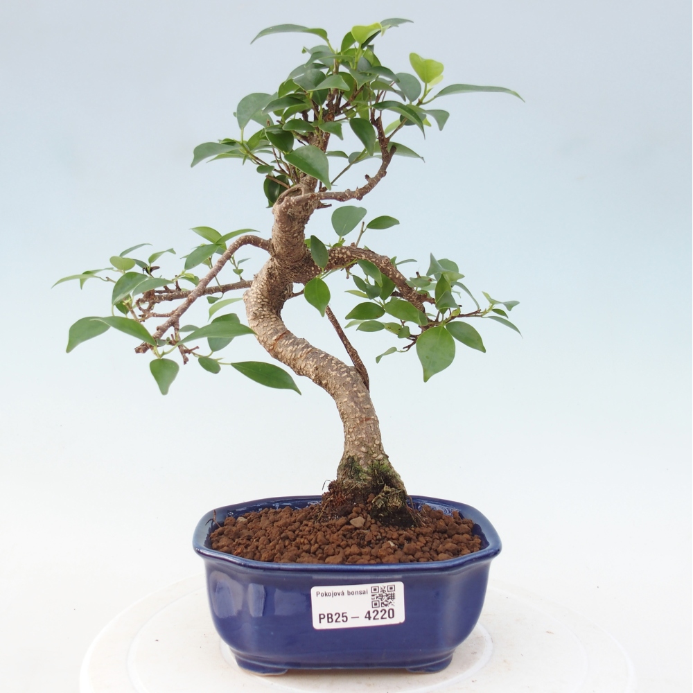 Pokojová bonsai - Ficus retusa -  malolistý fíkus