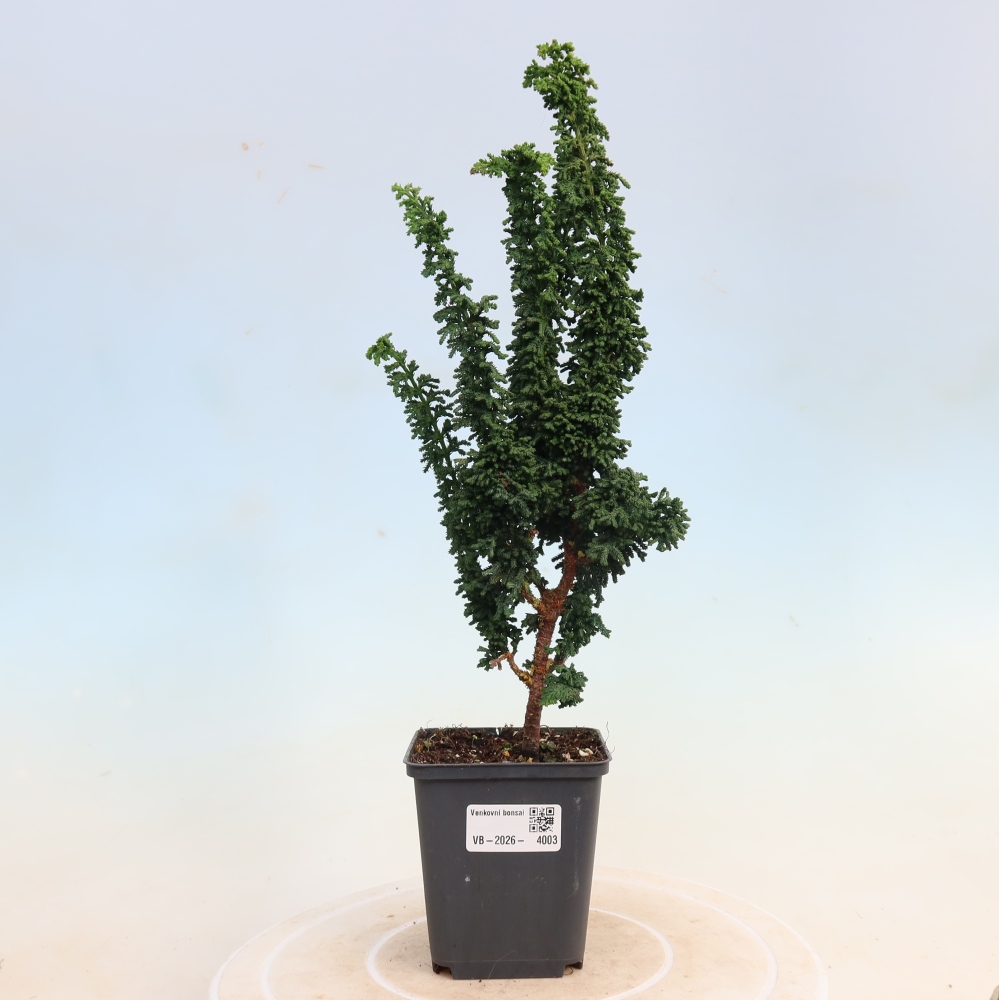 Venkovní bonsai - Cham. obtusa SEKKA HINOKI - Cypřišek