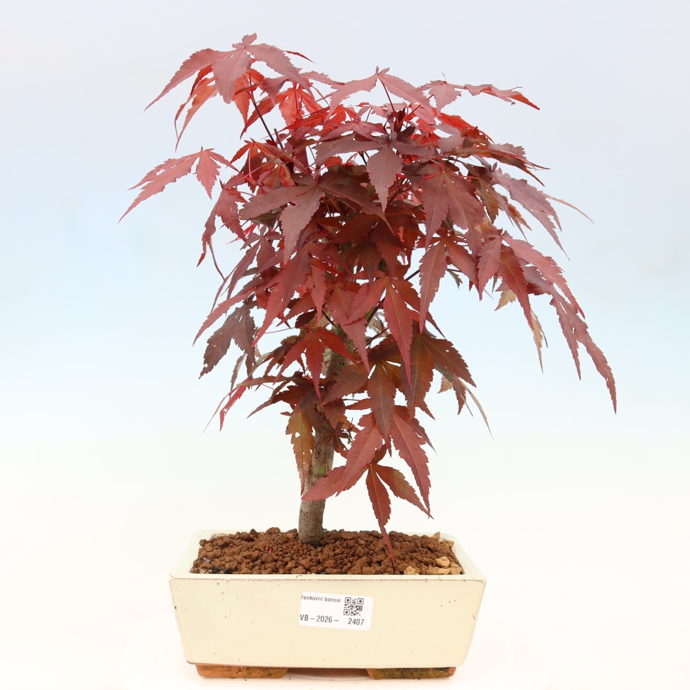 Venkovní bonsai - Acer palm. Atropurpureum-Javor dlanitolistý