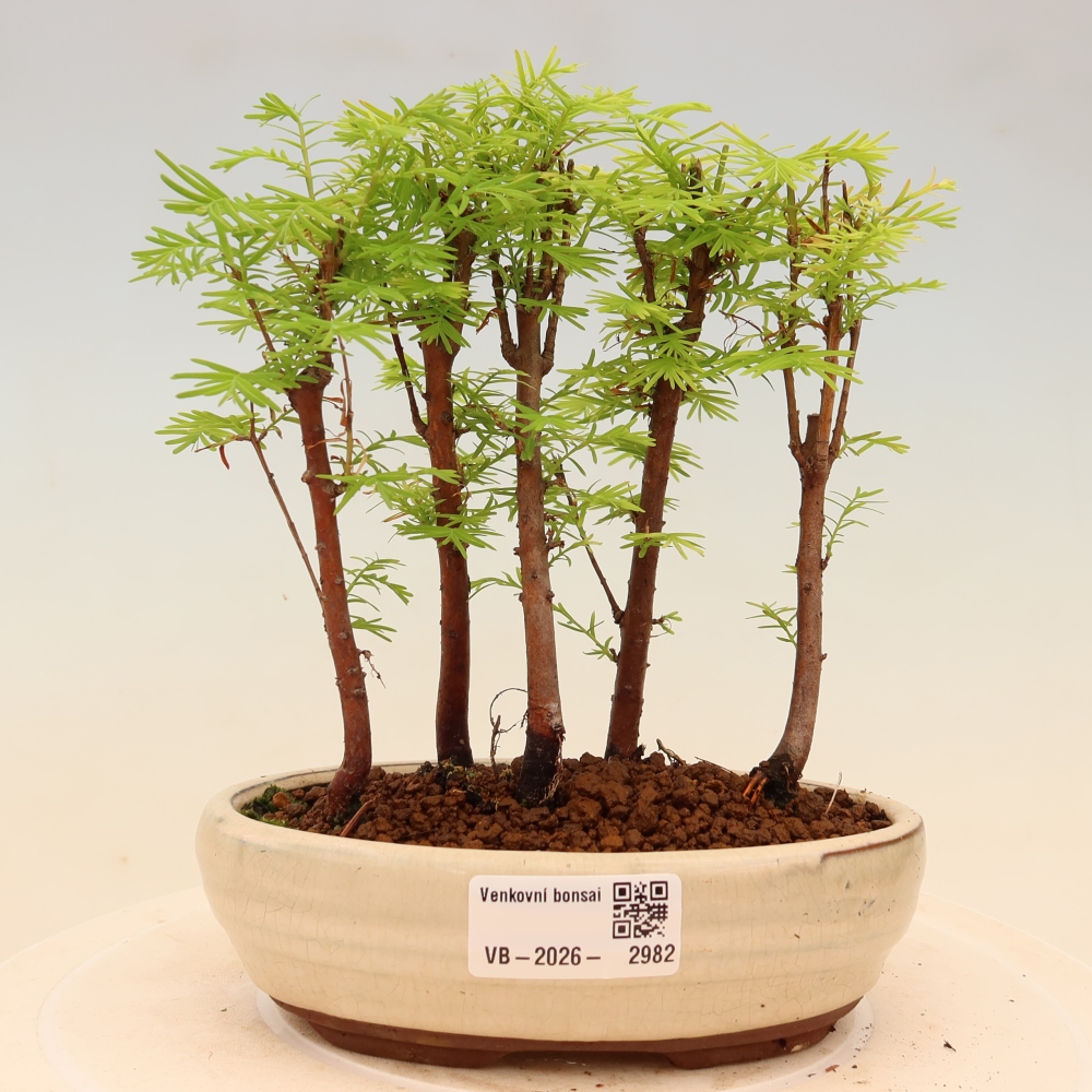Venkovní bonsai - Metasequoia glyptostroboides - Metasekvoje čínská - lesík