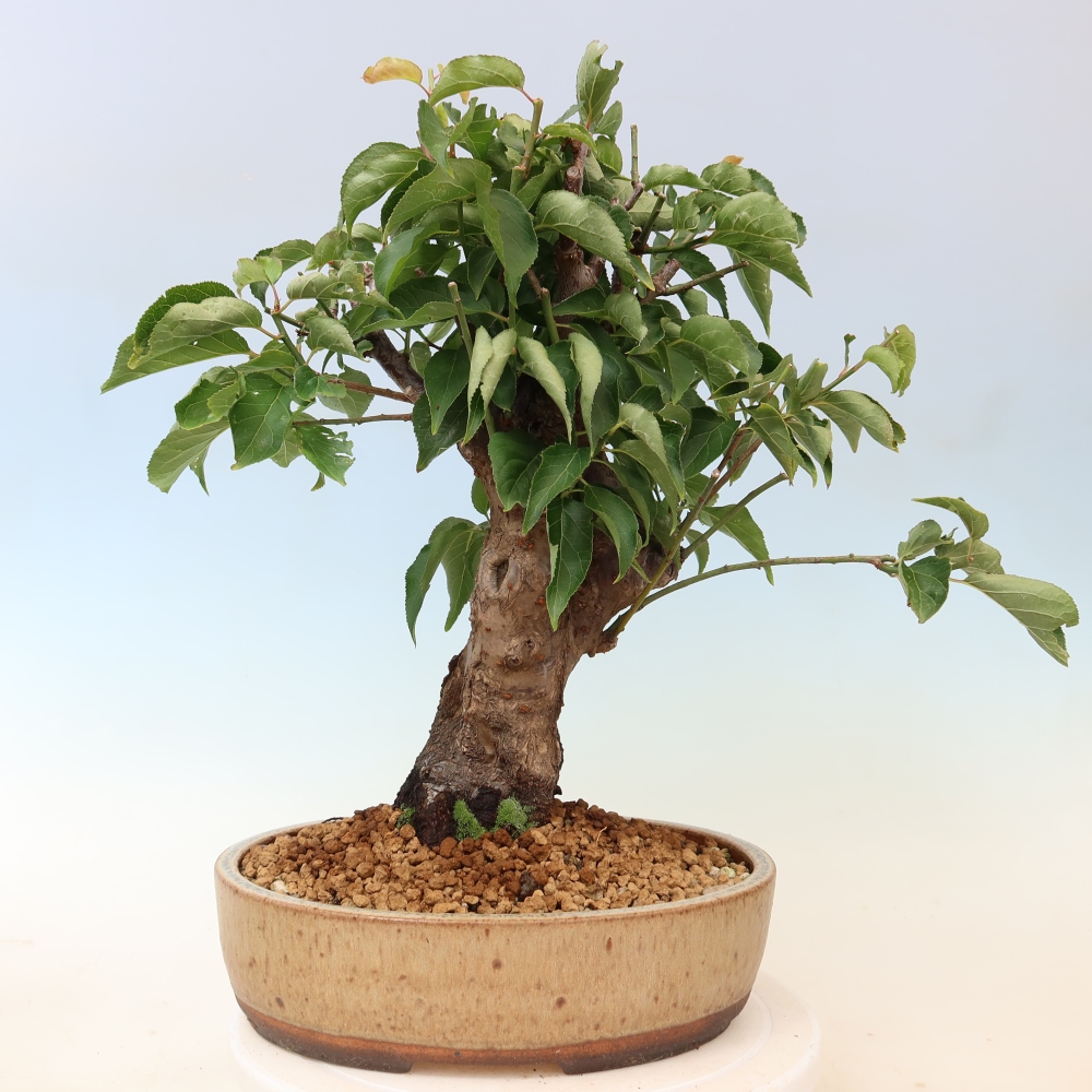 Venkovní bonsai -Japonská meruňka - Prunus Mume