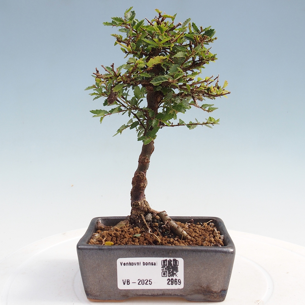 Venkovní bonsai - Ulmus parvifolia Sagei - Malolistý jilm