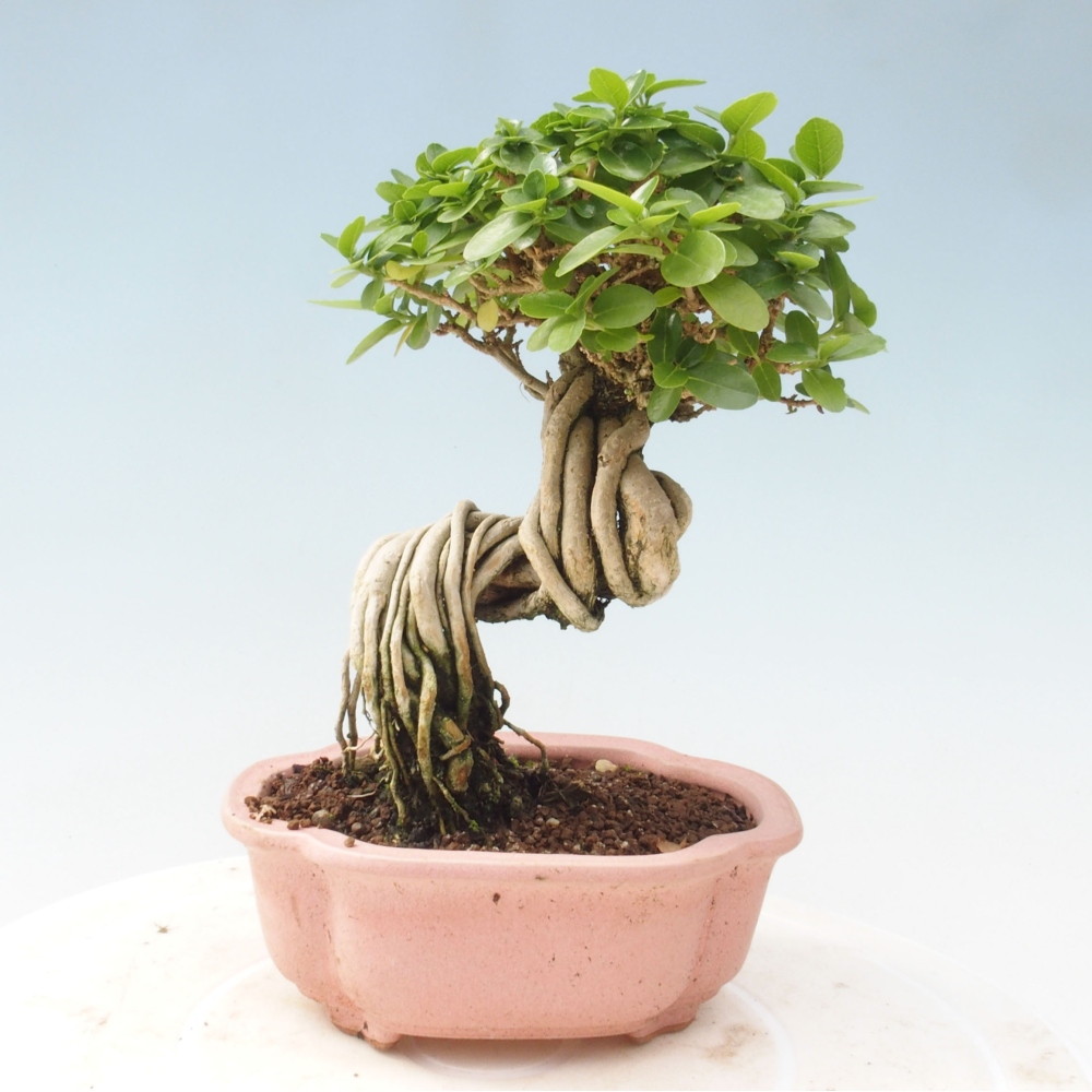 Pokojová bonsai - Premna serratifolia  - Kozlovoň malolistá