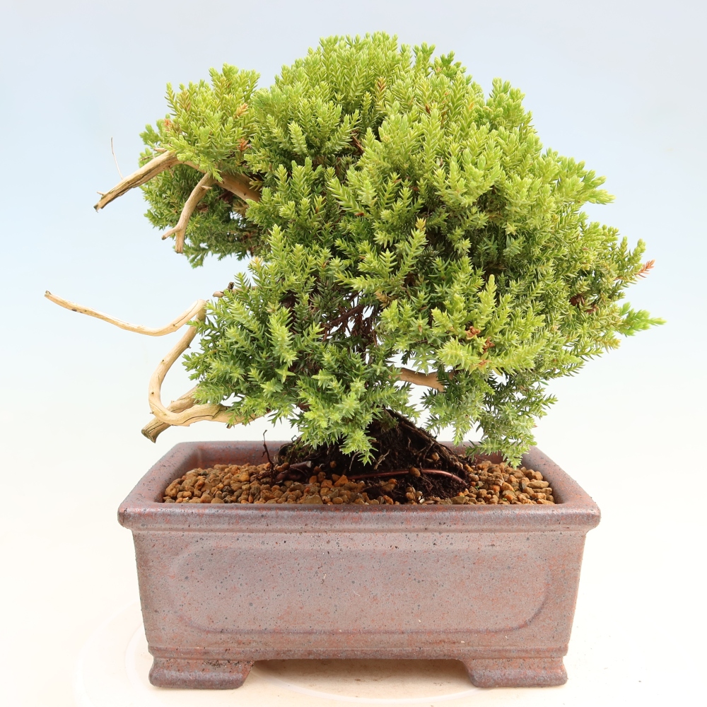 Venkovní bonsai - Juniperus procumbens - Jalovec polehavý