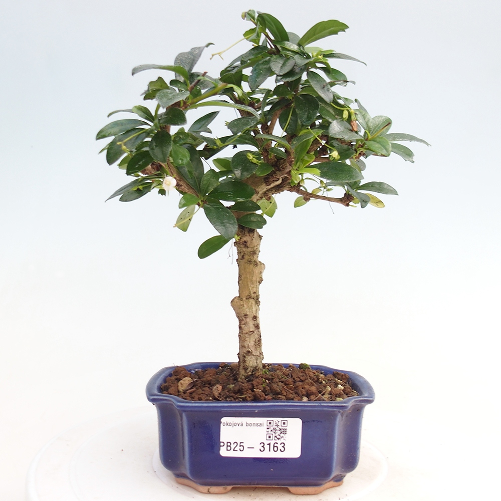 Pokojová bonsai - Carmona macrophylla - Čaj fuki