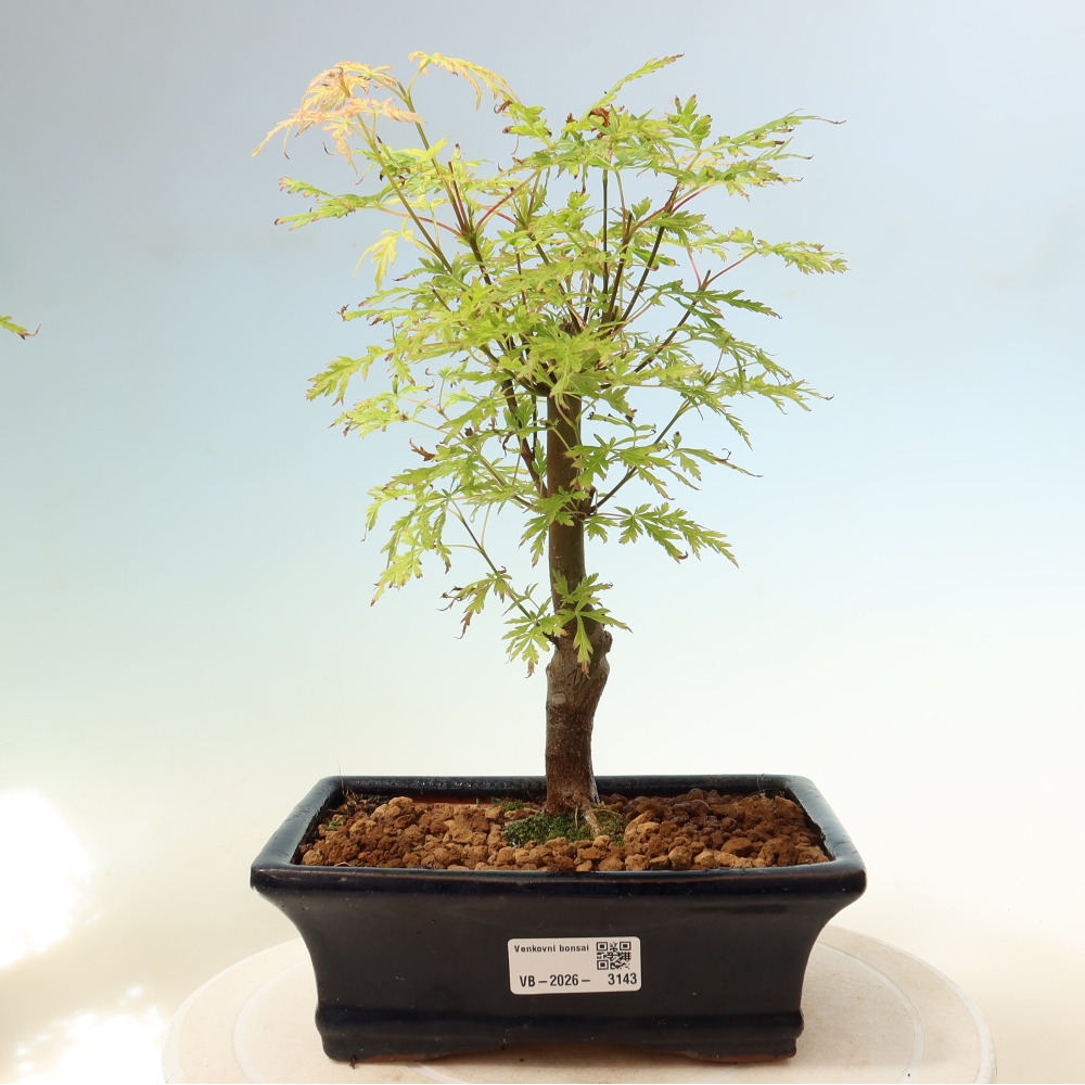 Venkovní bonsai - Acer palmatum Dissectum - Javor dlanitolistý 