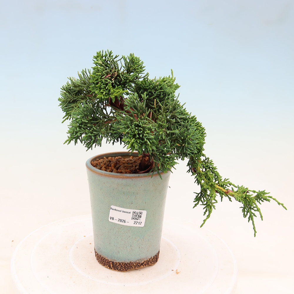 Venkovní bonsai - Juniperus chinensis Kishu -Jalovec čínský