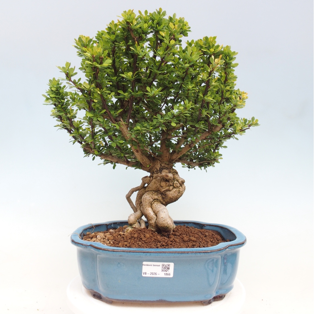 Venkovní bonsai - Berberis coreana - Dřištál korejský