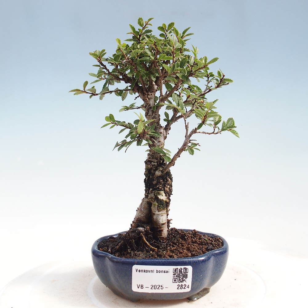 Venkovní bonsai - Zelkova - Zelkova NIRE