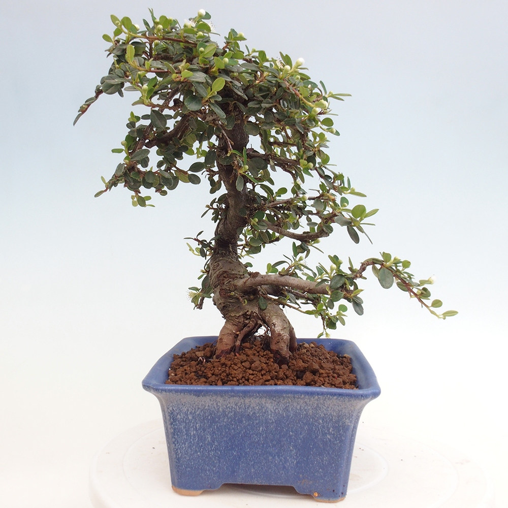 Venkovní bonsai-Cotoneaster dammeri - Skalník Damerův