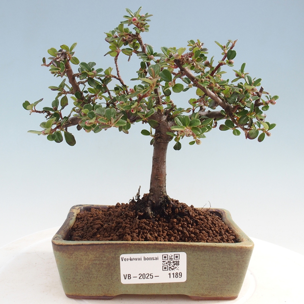 Venkovní bonsai - Cotoneaster horizontalis - Skalník