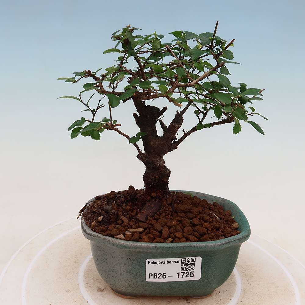 Pokojová bonsai - Ulmus parvifolia - Malolistý jilm