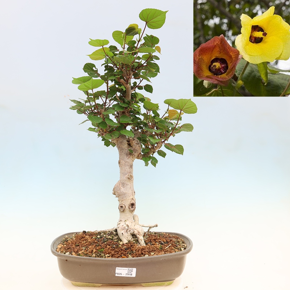 Pokojová bonsai - Hibiscus tiliaceus - Ibišek lípovitý, morský