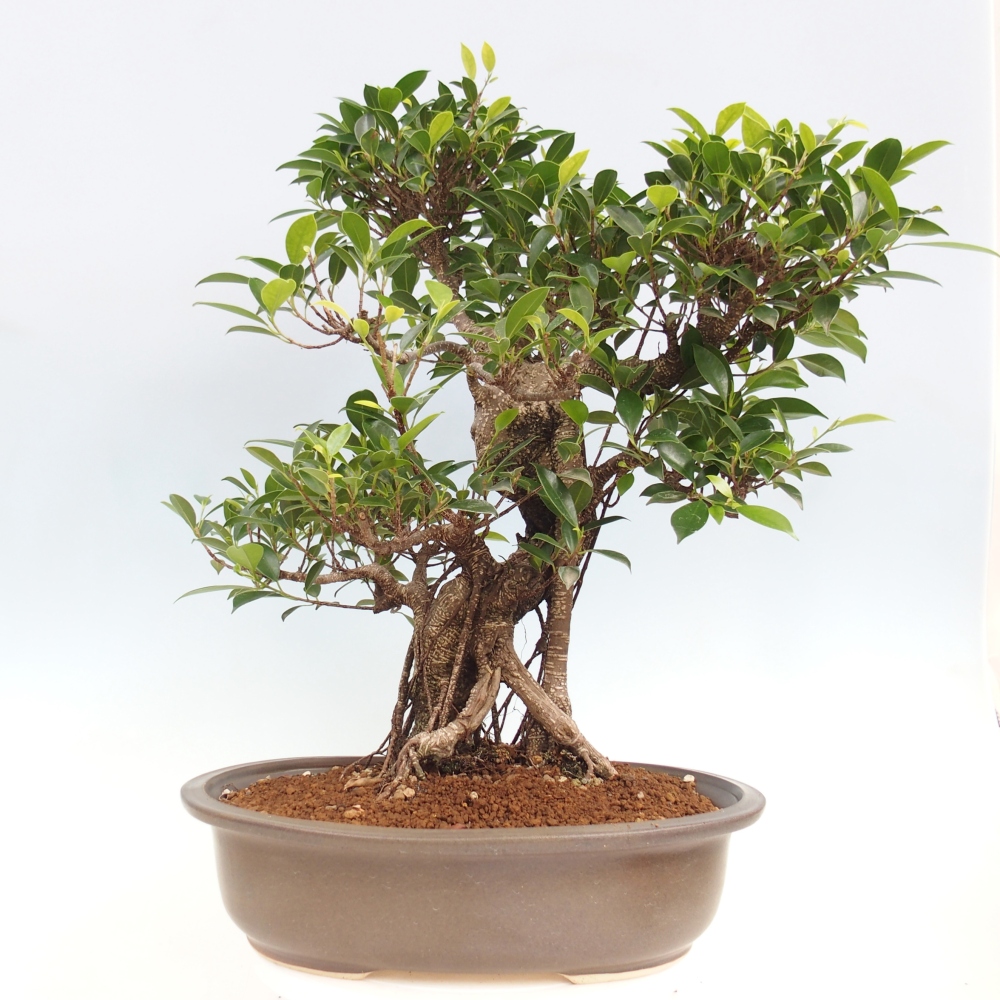 Pokojová bonsai - Ficus kimmen -  malolistý fíkus - POUZE OSOBNÍ ODBĚR nebo paletová přeprava