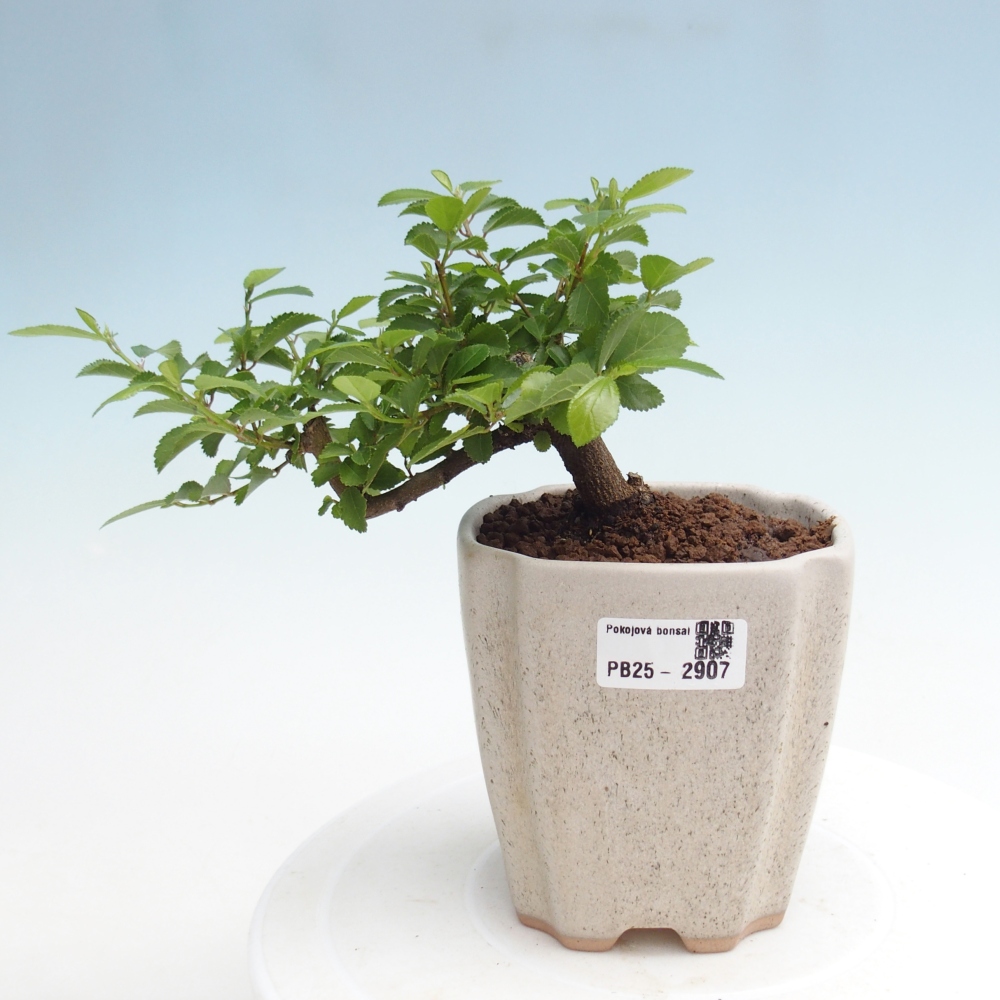 Pokojová bonsai - Grewia occidentalis - Hvězdice levandulová