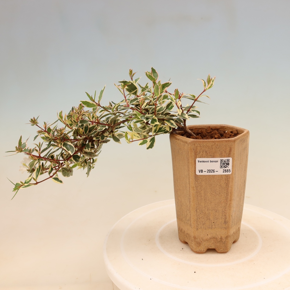 Venkovní bonsai - Abelia gr. Confetti - Abélie velkokvětá