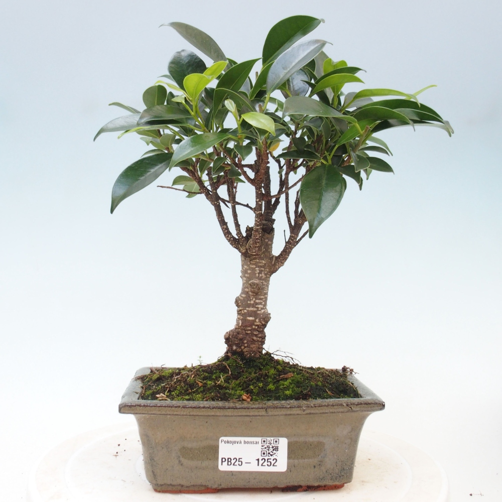 Pokojová bonsai - Ficus retusa -  malolistý fíkus