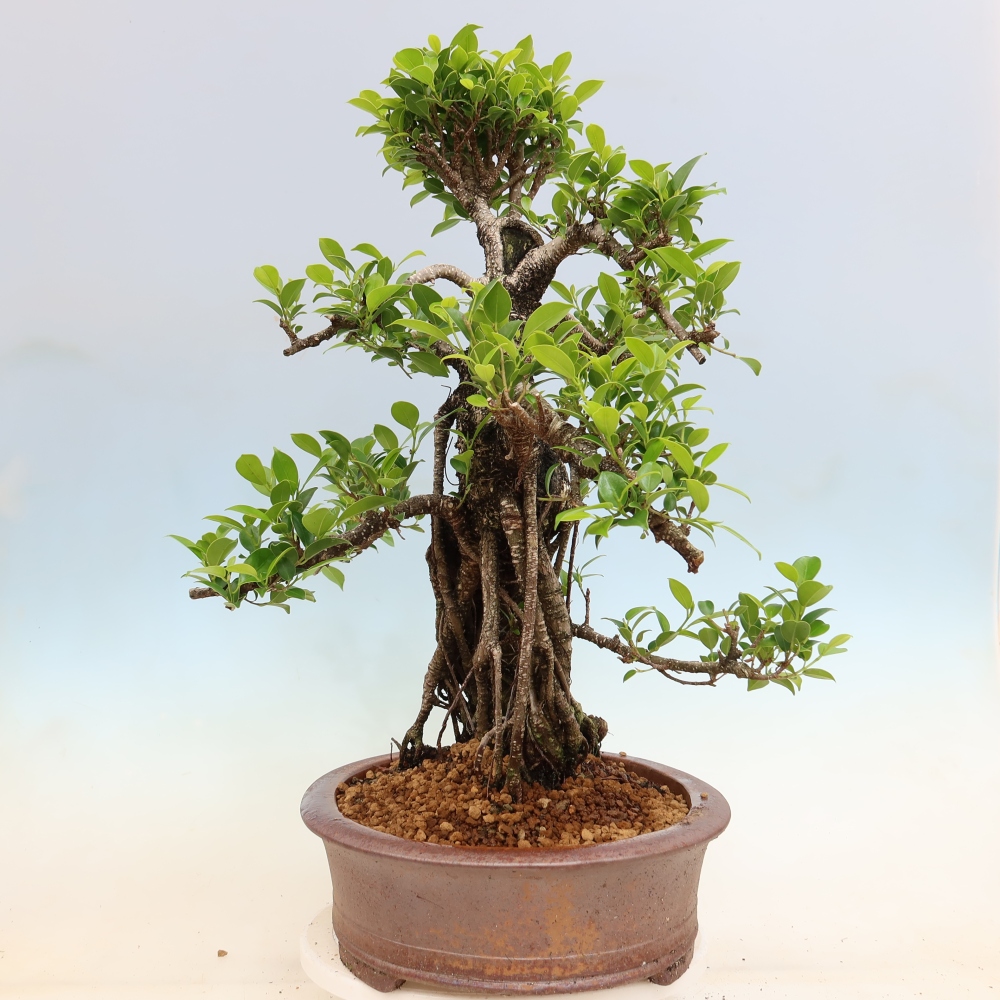 Pokojová bonsai - Ficus kimmen -  malolistý fíkus