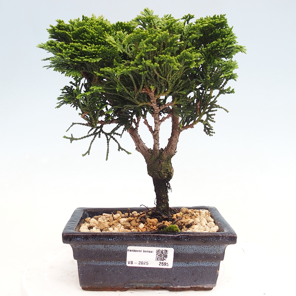 Venkovní bonsai - Cham.pis obtusa Nana Gracilis - Cypřišek