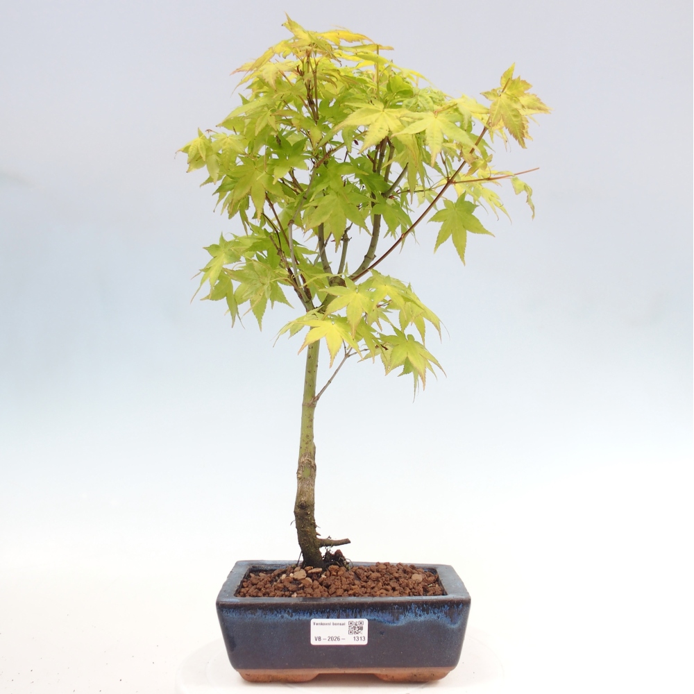 Acer palmatum Aureum - Javor dlanitolistý zlatý