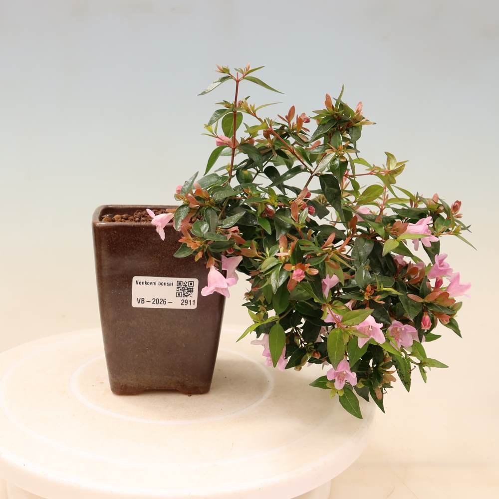 Venkovní bonsai - Abelia Edward Goucher - Abélie velkokvětá
