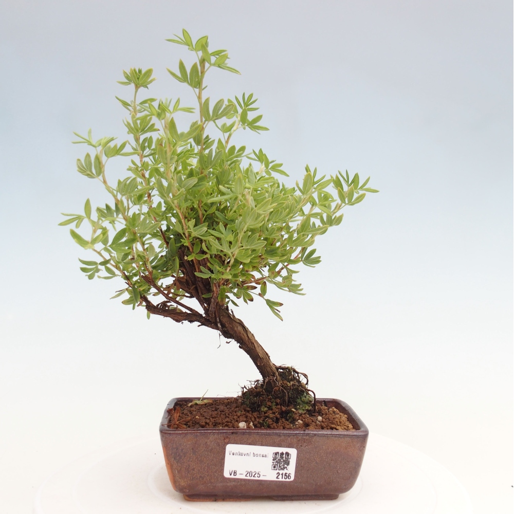 Venkovní bonsai-Mochna křovitá - potentila fruticosa yellow Bird
