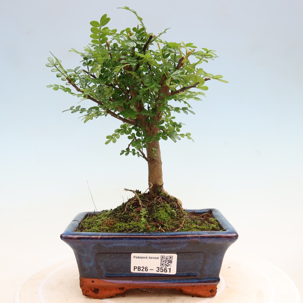Pokojová bonsai - Zantoxylum piperitum - pepřovník